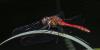 Sympetrum sanguineum